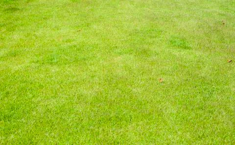 Green grass texture and background Stock Illustration