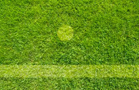 Green grass texture and background Stock Illustration