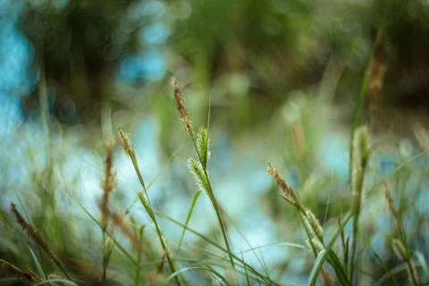 Green grass texture and background with bokeh on Sunny day. Stock Photos