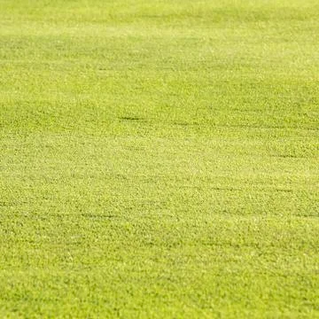 Green grass texture and backgrounds Stock Photos