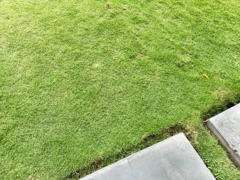 Green grass texture and square step stone for walking Stock Photos