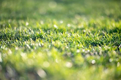 Green grass texture background, blades of green grass on the lawn, detail, cl Stock Photos