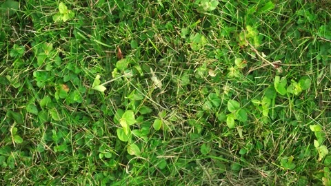 Green grass, texture background, close-up slow panoramic motion 库存影片 279894789