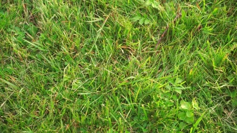 Green grass, texture background, close-up slow panoramic motion 库存影片 279894799