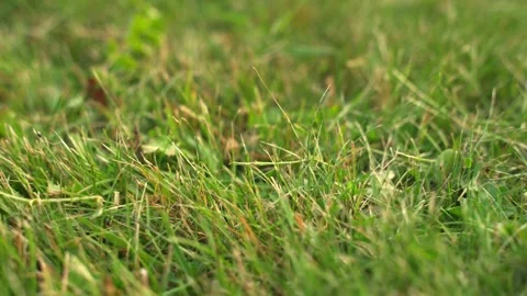 Green grass, texture background, close-up slow panoramic motion 库存影片 279894884