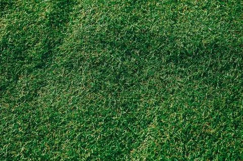 Green Grass Texture Background Close-Up Natural Lawn Surface 库存照片