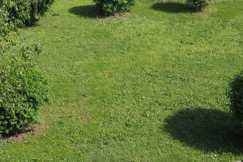 Green grass texture background with copy space 스톡 사진