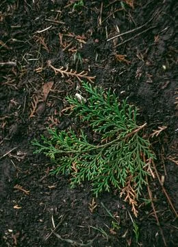Green grass texture, background, cypress branches, cypress leaves Stock Photos