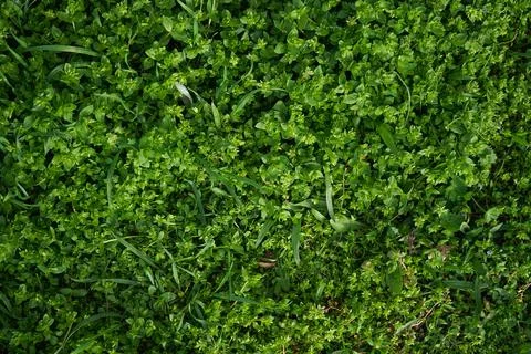 Green grass texture background. Flat lay. Foto stock