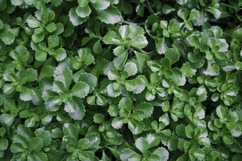 Green grass texture background . Flowerbed with decorative grass Foto stock