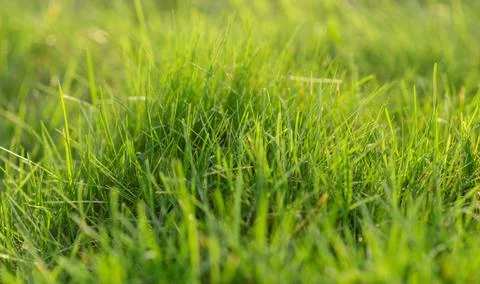 Green grass texture background grass garden concept Stock Photos