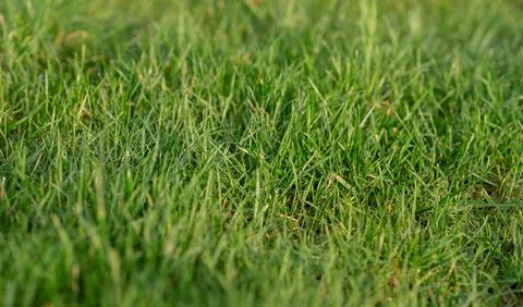 Green grass texture background grass garden concept Stock Photos
