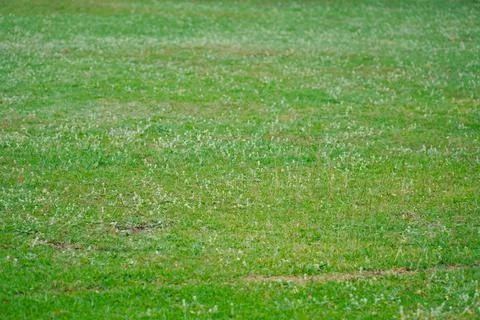 Green grass texture background grass garden concept used for making green b.. Stock Photos
