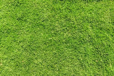 Green grass texture background, grass garden concept used for making green ba Stock Photos