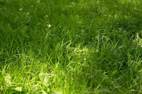 Green grass texture background. Grassy surface of green colour. Stock Photos