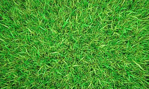 Green grass texture background, Green lawn, Backyard for background, Grass te Stock Illustration