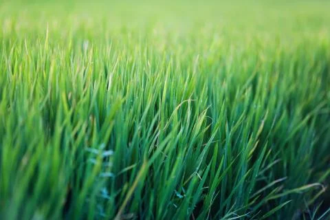 Green grass texture background, Green lawn, Backyard for background, wallpape 스톡 사진