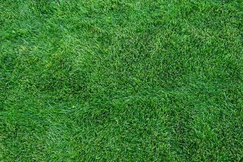 Green grass texture background, Green lawn, backyard for background, Stock Photos