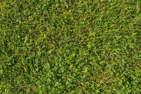 Green grass texture for background. Green lawn texture background Stock Photos