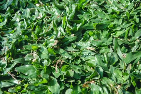 Green grass texture for background. Green lawn pattern and texture background 스톡 사진