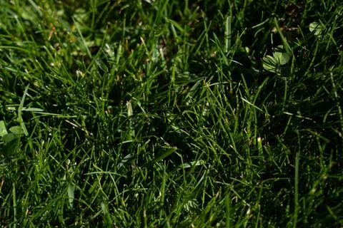 Green grass texture background. Macro Close-up. Foto stock