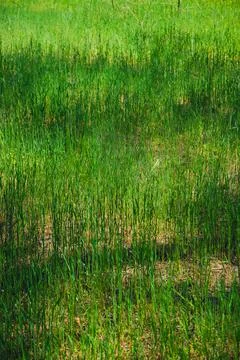 Green grass texture background for making green backdrop Foto stock