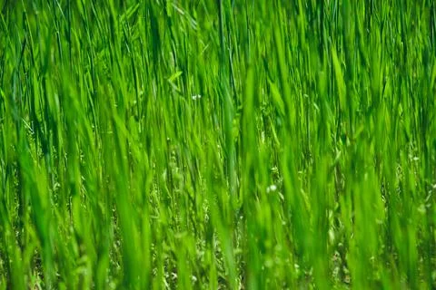 Green grass texture background for making green backdrop Stock Photos