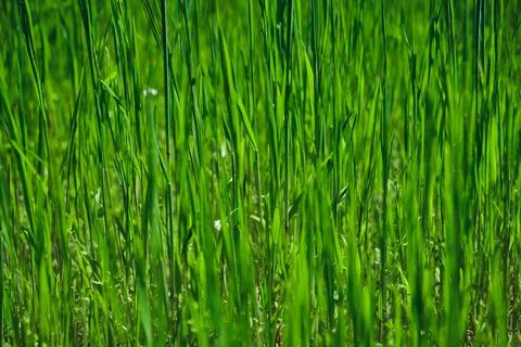 Green grass texture background for making green backdrop Stock Photos
