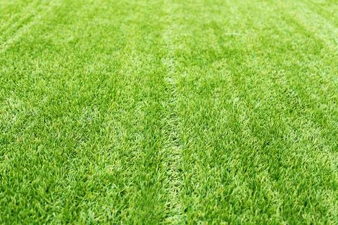 Green grass texture for background or abstract Stock Photos