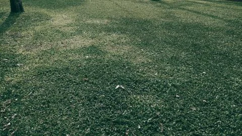 Green grass texture background in the park. Dark tone. Stock Photos