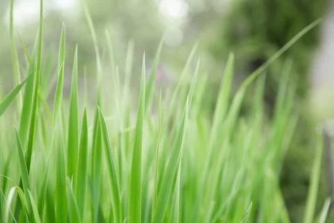 Green grass texture as background. Perspective view and selective focus Stock Photos