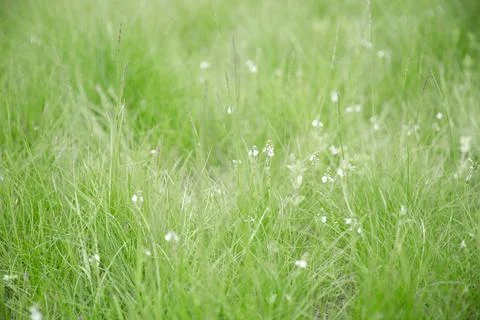 Green grass texture as background. Perspective view and selective focus Stock Photos