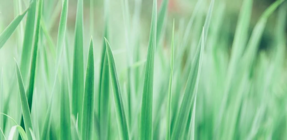 Green grass texture as background. Perspective view and selective focus Stock Photos