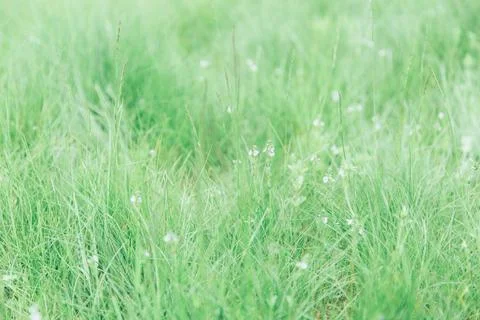 Green grass texture as background. Perspective view and selective focus Stock Photos