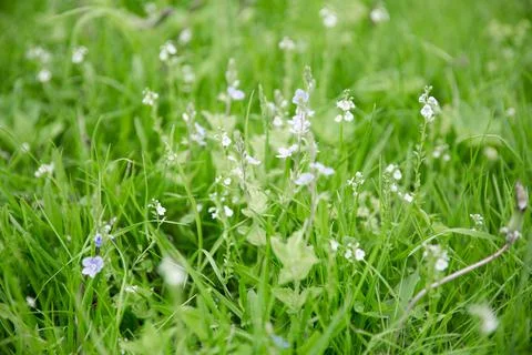 Green grass texture as background. Perspective view and selective focus Stock Photos