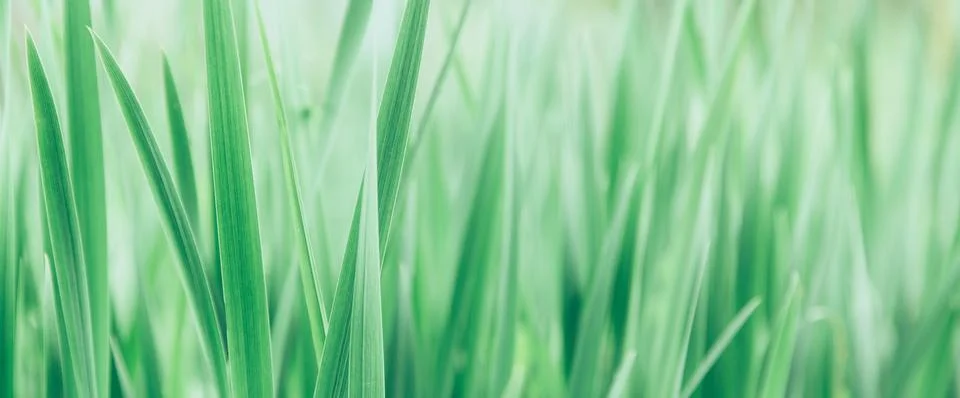 Green grass texture as background. Perspective view and selective focus Stock Photos