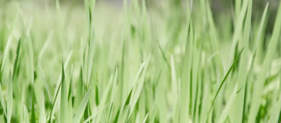 Green grass texture as background. Perspective view and selective focus Stock Photos