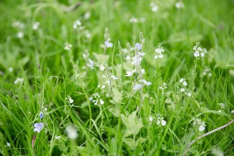 Green grass texture as background. Perspective view and selective focus Stock Photos