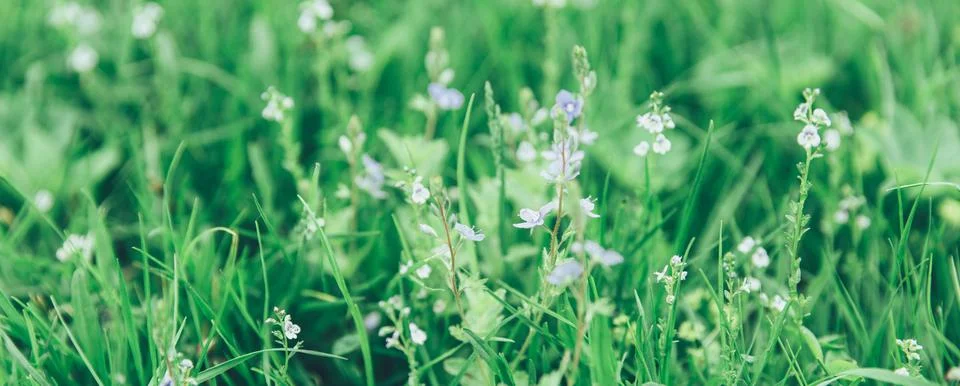 Green grass texture as background. Perspective view and selective focus Stock Photos