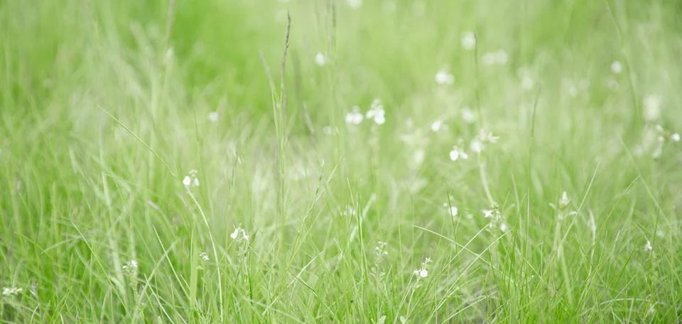 Green grass texture as background. Perspective view and selective focus Stock Photos