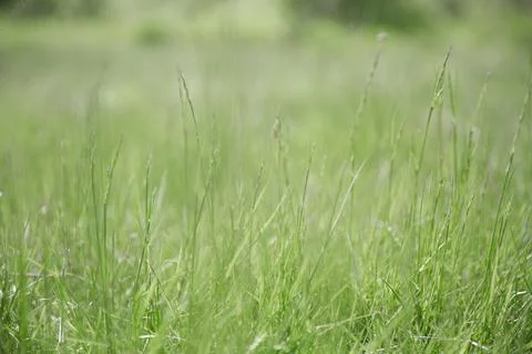 Green grass texture as background. Perspective view and selective focus Stock Photos