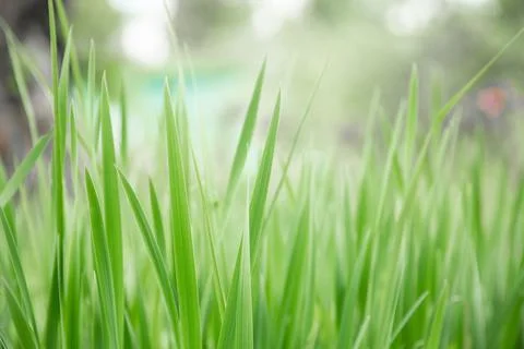 Green grass texture as background. Perspective view and selective focus Stock Photos