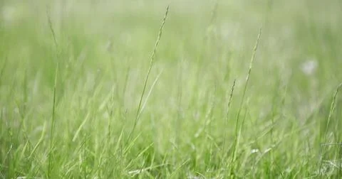 Green grass texture as background. Perspective view and selective focus Stock Photos