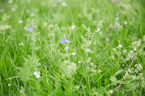 Green grass texture as background. Perspective view and selective focus Stock Photos