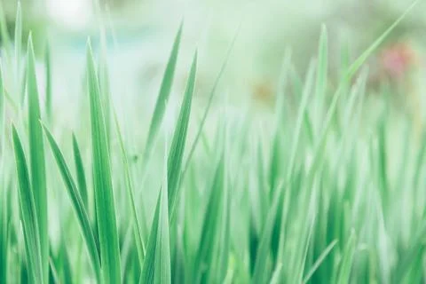 Green grass texture as background. Perspective view and selective focus Stock Photos
