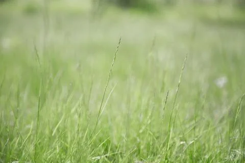 Green grass texture as background. Perspective view and selective focus Stock Photos