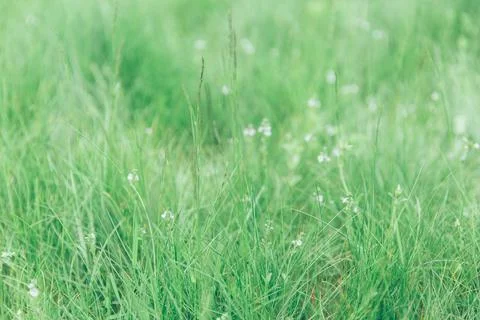 Green grass texture as background. Perspective view and selective focus Stock Photos