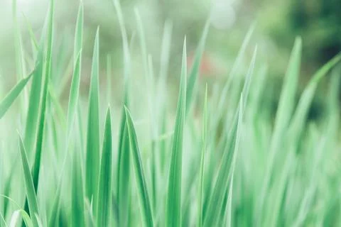 Green grass texture as background. Perspective view and selective focus Stock Photos