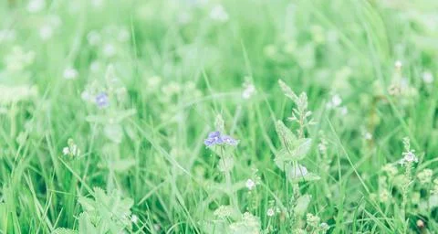 Green grass texture as background. Perspective view and selective focus Stock Photos