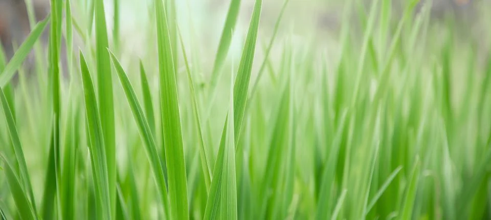 Green grass texture as background. Perspective view and selective focus Stock Photos